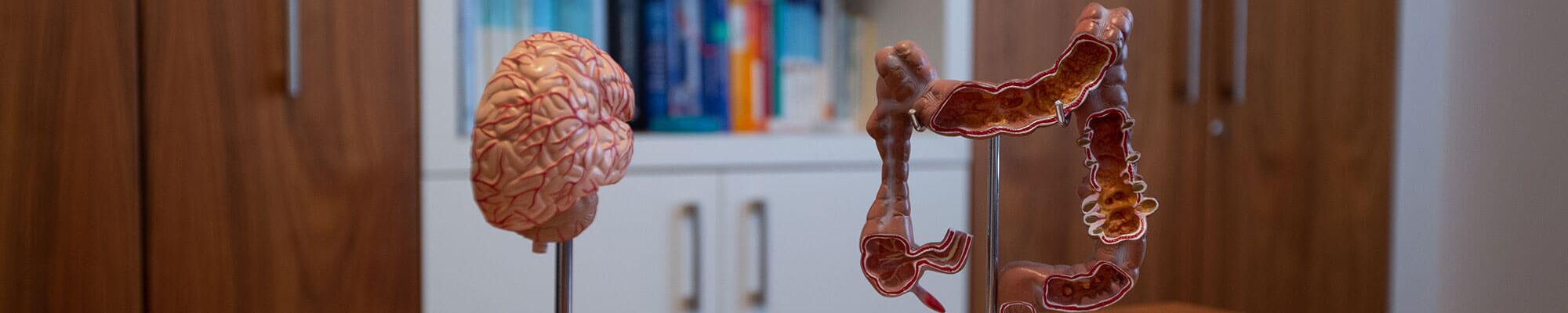 2 medizinische Modelle von inneren Organen